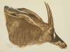 Antilope Hippotrague (Am Dafok)