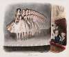 La ménagerie parisienne (Premier tirage) Pl.08