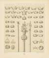 Couronnes des rois, sceptres, main de justice, annulaire