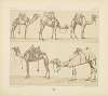 Montures et animaux de transport