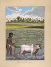 Plower in Pulla Caste