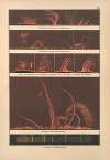 Bilder-Atlas der Sternenwelt. Eine Astronomie für jedermann Pl.04