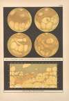 Bilder-Atlas der Sternenwelt. Eine Astronomie für jedermann Pl.15
