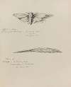 Cigale en bronze et Plume or
