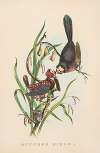 Butcher Birds