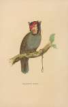 Gallows Bird