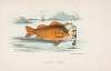 Gold Fish (Francis M. Drexel)