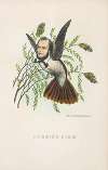 Humming Bird (Thomas B. Florence)