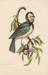 King Bird (Robert P. King and Alexander Baird)