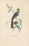 Milliner Bird (Minnie Doyle)