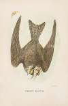Night Hawk