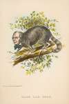Same Old Coon (Henry Clay)