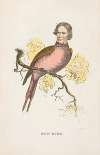 Sun Bird (James S. Wallace)