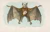 Vampyr
