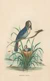 Widow Bird