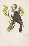 Woodpecker (William B. Gihon)