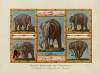 Divers Exercices des Eléphants