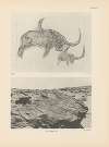 Ekade Ektab die Felsbilder Fezzans Pl.12