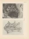 Ekade Ektab die Felsbilder Fezzans Pl.14