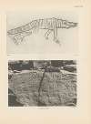 Ekade Ektab die Felsbilder Fezzans Pl.20