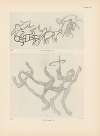 Ekade Ektab die Felsbilder Fezzans Pl.56