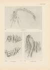 Ekade Ektab die Felsbilder Fezzans Pl.68