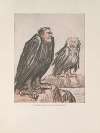 The Two Eagles