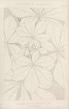 Leaves from Nature No. 1