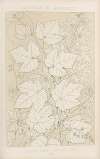 Leaves from Nature No. 2
