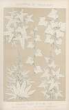 Leaves from Nature No. 3