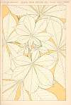 Leaves from Nature No. 1