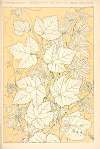 Leaves from Nature No. 2