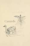 Canards