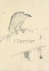 L’Epervier