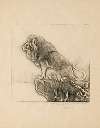 Le lion