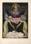 Albions Angel rose …