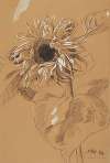 Sonnenblume
