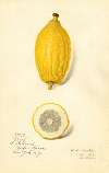 Citrus limon: Etrog