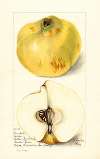 Cydonia oblonga: Pineapple