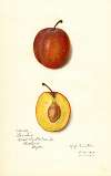 Prunus domestica: Prinlew