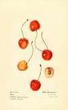 Prunus avium: Cass