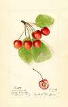 Prunus avium: Cleveland