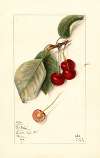 Prunus avium: George Glass