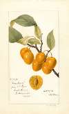 Prunus avium: Golden Beauty