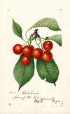 Prunus avium: Waterhouse