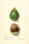 Persea: Avocado Seedling
