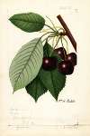 Prunus avium: Hoke