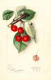 Prunus avium: Ida