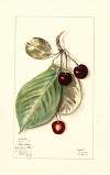 Prunus avium: Luelling