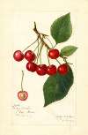 Prunus avium: May Duke